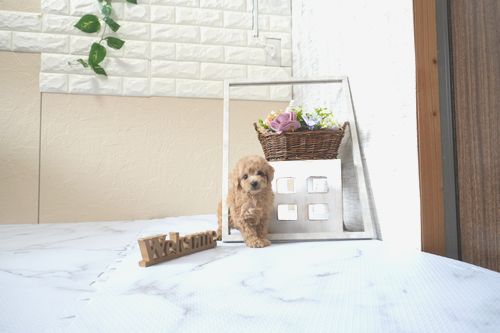 滋賀県のトイプードル(トイ) (いっぷく湖南店/2025年5月29日生まれ/男の子/オレンジフォーン)の子犬の1枚目の画像