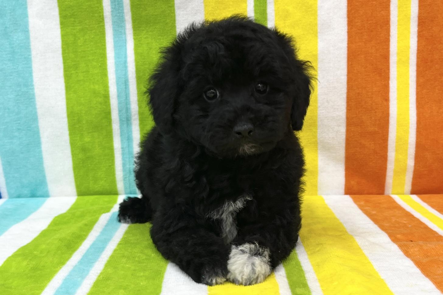 愛知県のトイプードル(タイニー) (ハピースペット鳴海店/2025年10月26日生まれ/女の子/ブラック)の子犬の1枚目の画像