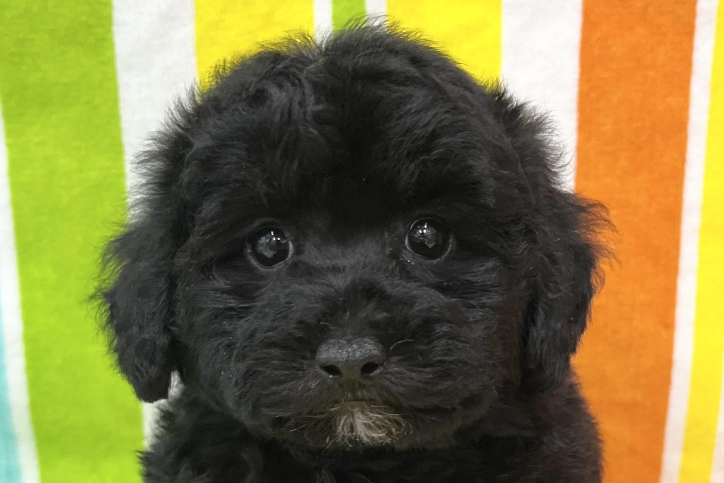 愛知県のトイプードル(タイニー) (ハピースペット鳴海店/2025年10月26日生まれ/女の子/ブラック)の子犬の2枚目の画像