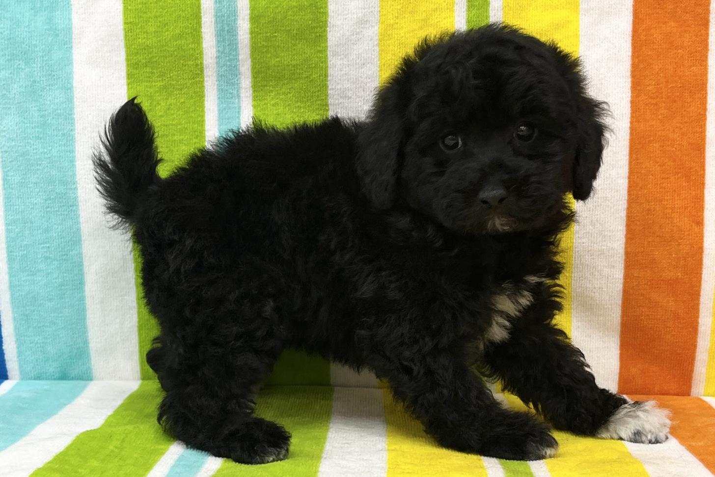 愛知県のトイプードル(タイニー) (ハピースペット鳴海店/2025年10月26日生まれ/女の子/ブラック)の子犬の3枚目の画像