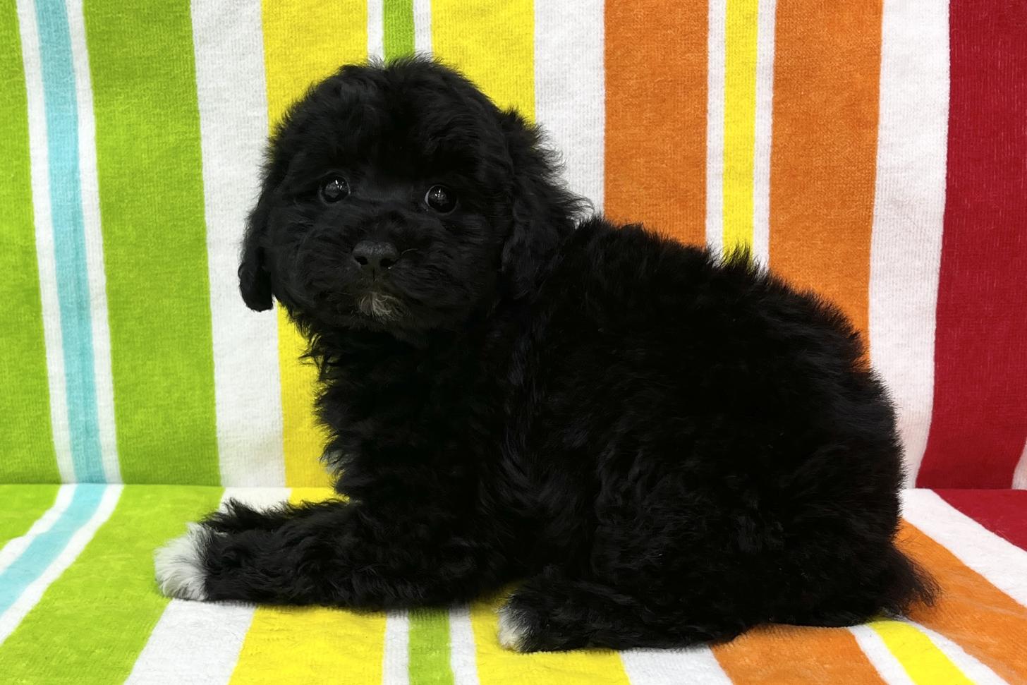 愛知県のトイプードル(タイニー) (ハピースペット鳴海店/2025年10月26日生まれ/女の子/ブラック)の子犬の4枚目の画像