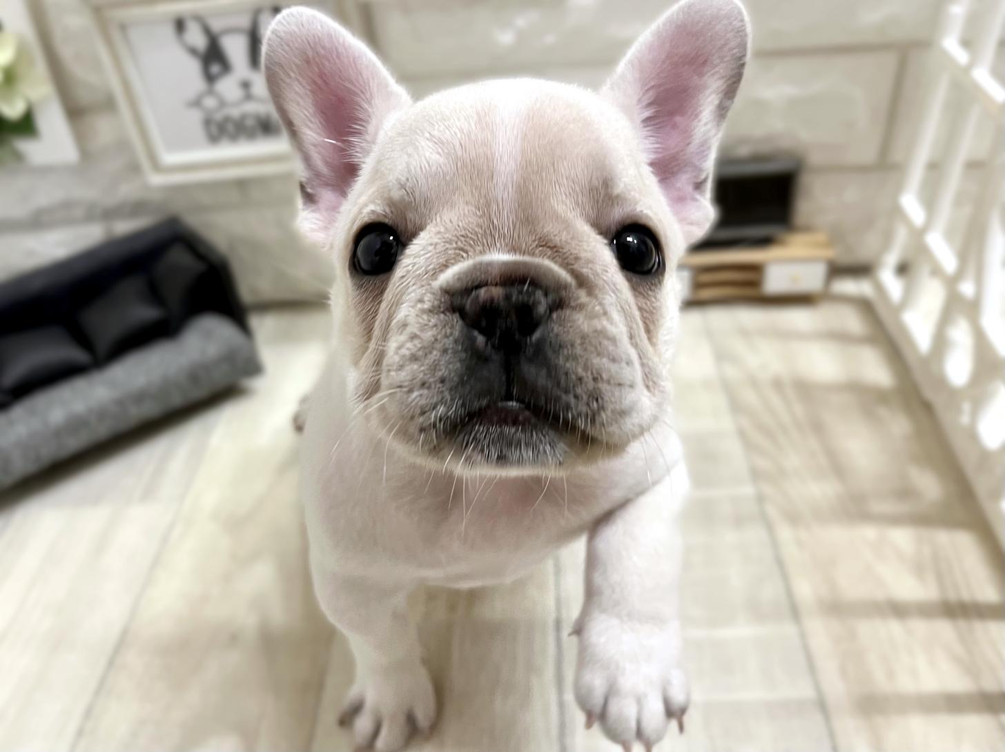 大阪府のフレンチブルドッグ (DOGMAN平野瓜破店/2026年1月28日生まれ/女の子/クリームホワイト)の子犬の1枚目の画像