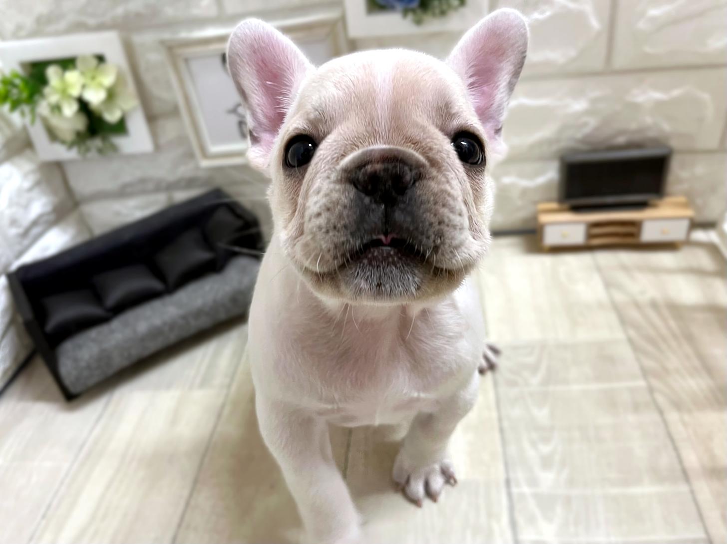 大阪府のフレンチブルドッグ (DOGMAN平野瓜破店/2026年1月28日生まれ/女の子/クリームホワイト)の子犬の2枚目の画像