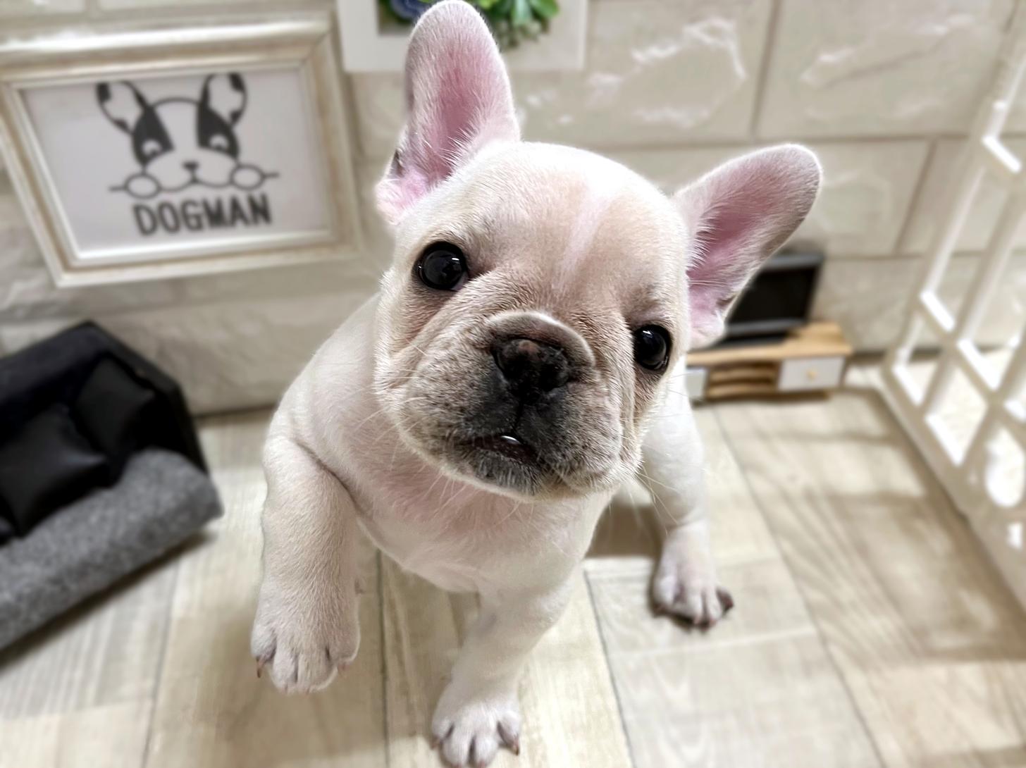 大阪府のフレンチブルドッグ (DOGMAN平野瓜破店/2026年1月28日生まれ/女の子/クリームホワイト)の子犬の3枚目の画像