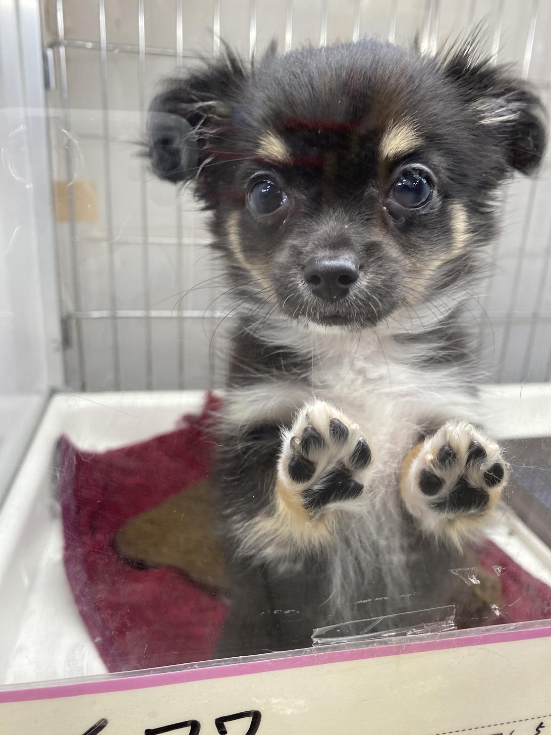 滋賀県のチワワ(ロング) (ナカニシケンネル/2025年10月2日生まれ/女の子/ブラックタン)の子犬