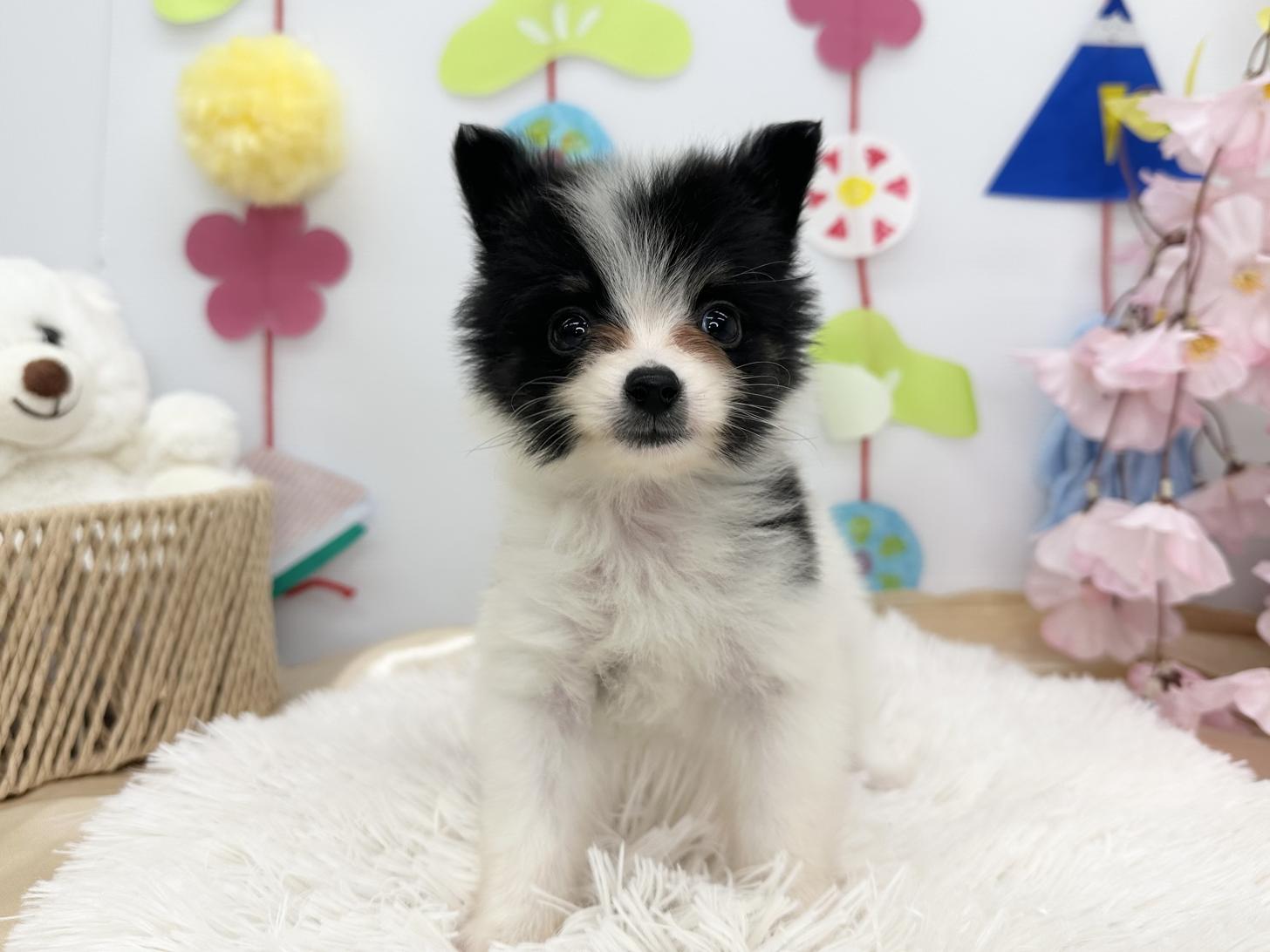 北海道のポメヨン/パピポメ/ポメパピ(ポメラニアン×パピヨン) (ラブワンコ カインズ大曲店/2026年1月24日生まれ/男の子/ホワイト&ブラック系)の子犬