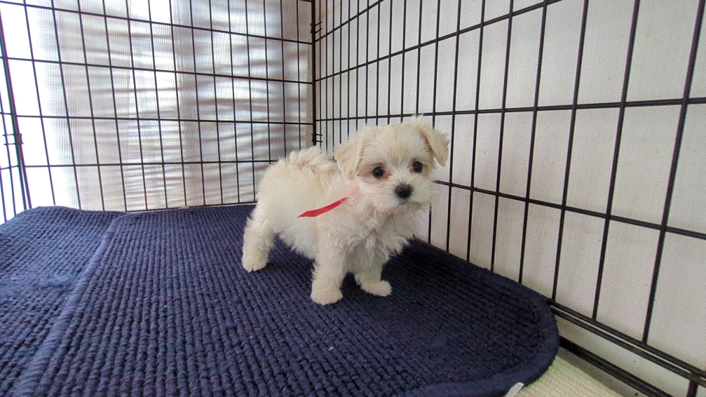 茨城県のハーフ犬・ミックス犬 (ペットショップスズキ/2026年7月31日生まれ/女の子/白)の子犬の1枚目の画像