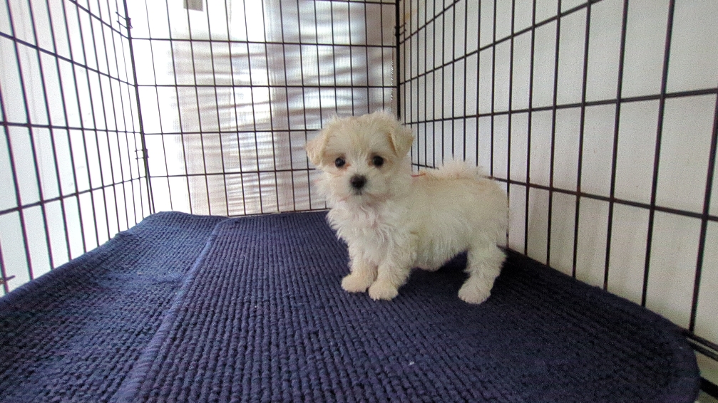 茨城県のハーフ犬・ミックス犬 (ペットショップスズキ/2026年7月31日生まれ/女の子/白)の子犬の2枚目の画像
