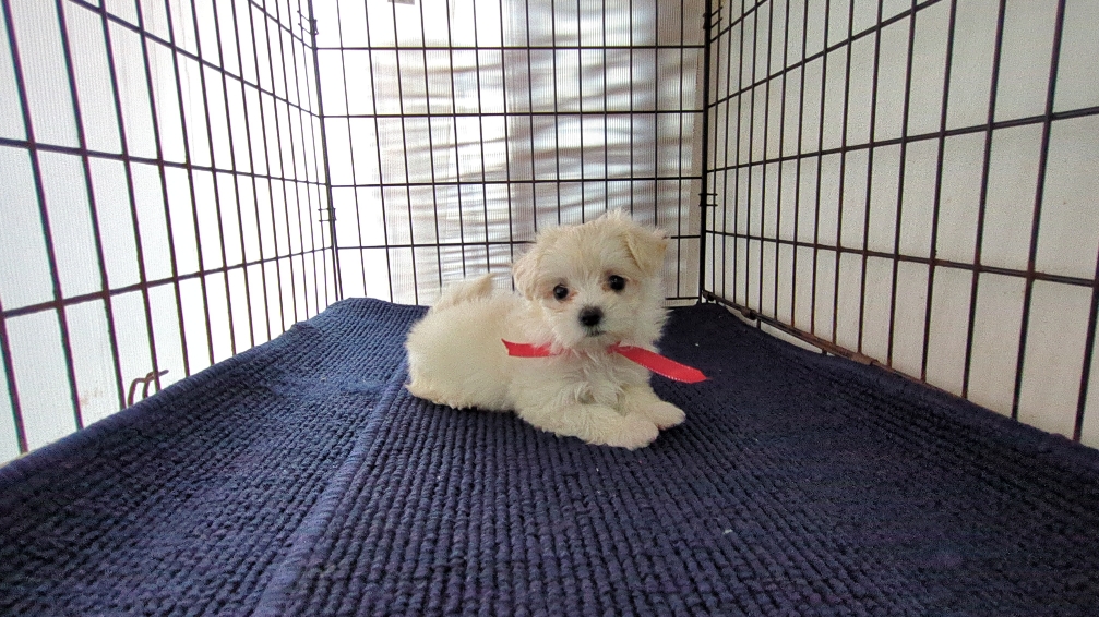 茨城県のハーフ犬・ミックス犬 (ペットショップスズキ/2026年7月31日生まれ/女の子/白)の子犬の3枚目の画像