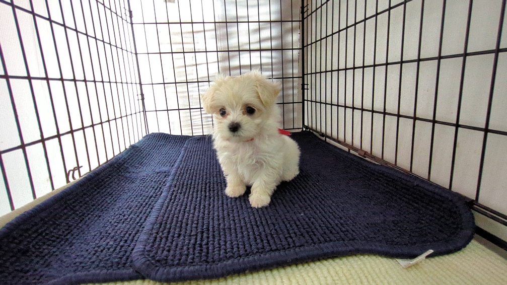 茨城県のハーフ犬・ミックス犬 (ペットショップスズキ/2026年7月31日生まれ/女の子/白)の子犬の4枚目の画像
