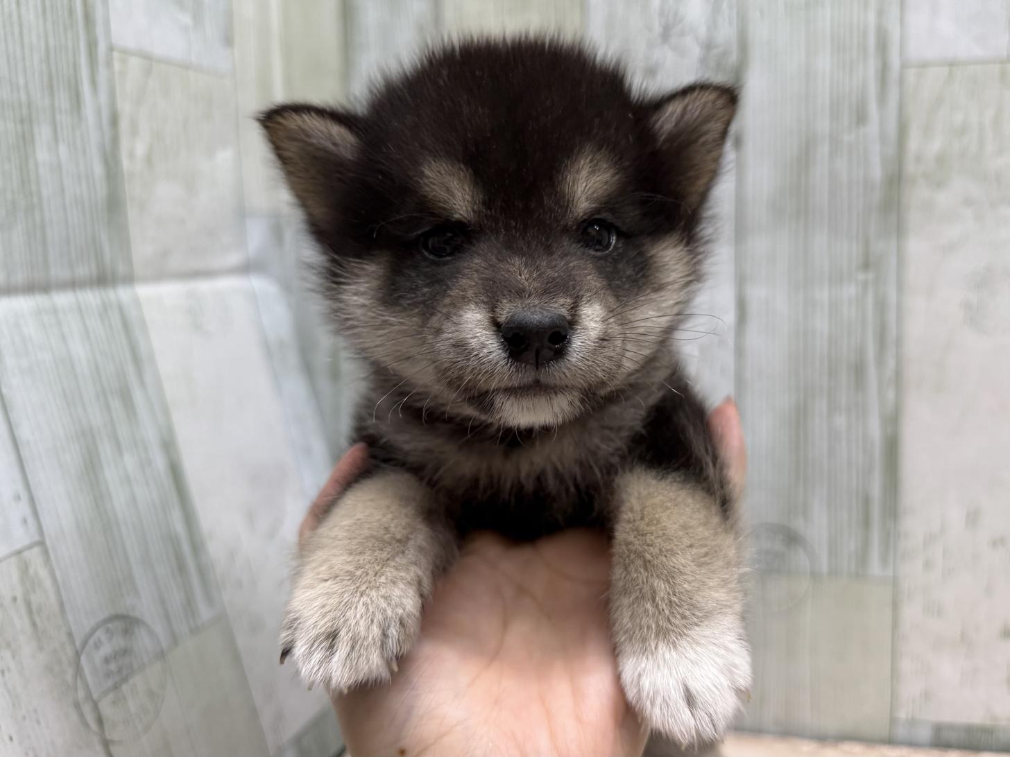東京都の柴犬(標準サイズ) (ディスワン狛江店/2025年4月12日生まれ/男の子/黒)の子犬