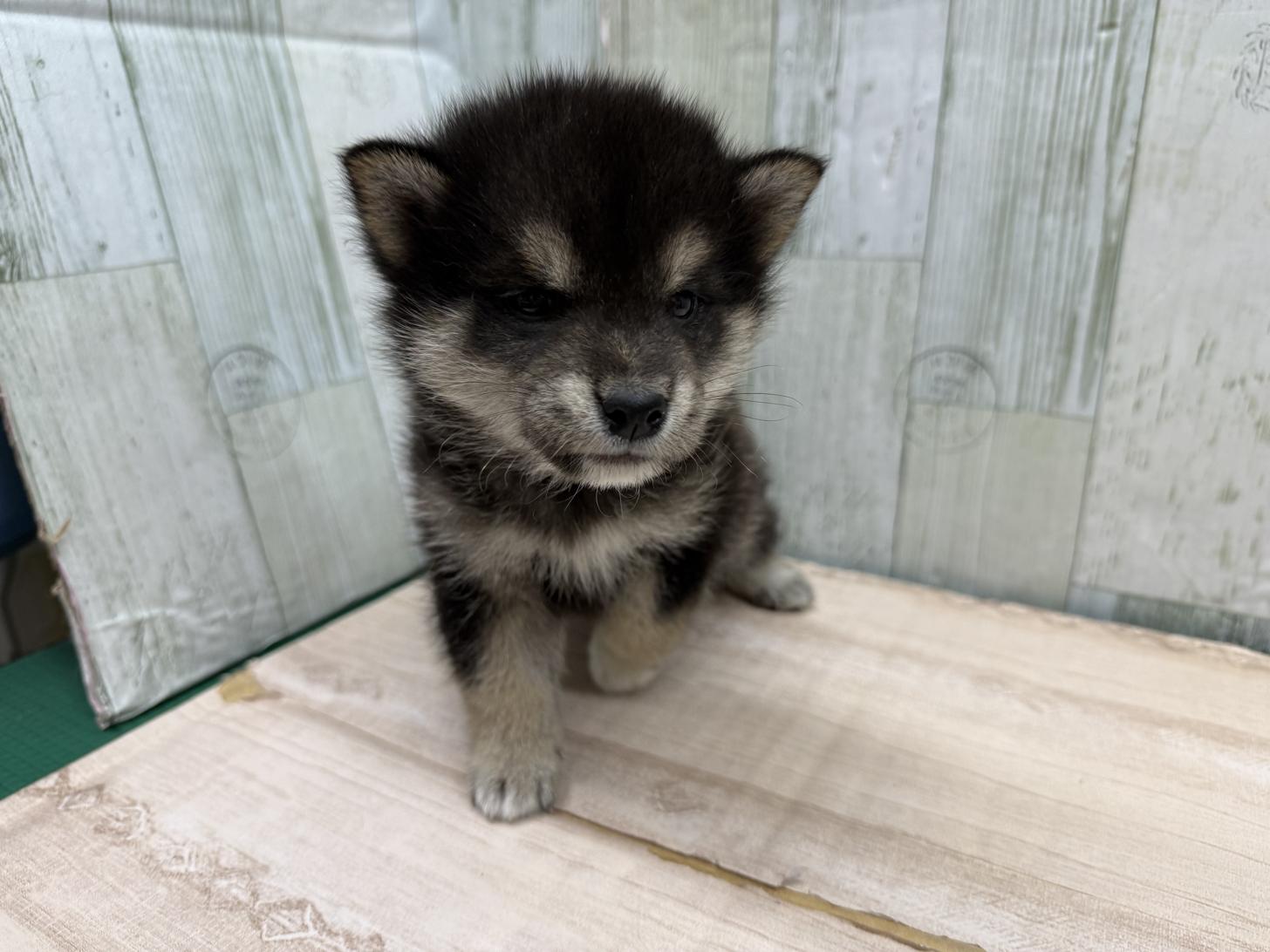 東京都の柴犬(標準サイズ) (ディスワン狛江店/2025年4月12日生まれ/男の子/黒)の子犬の2枚目の画像