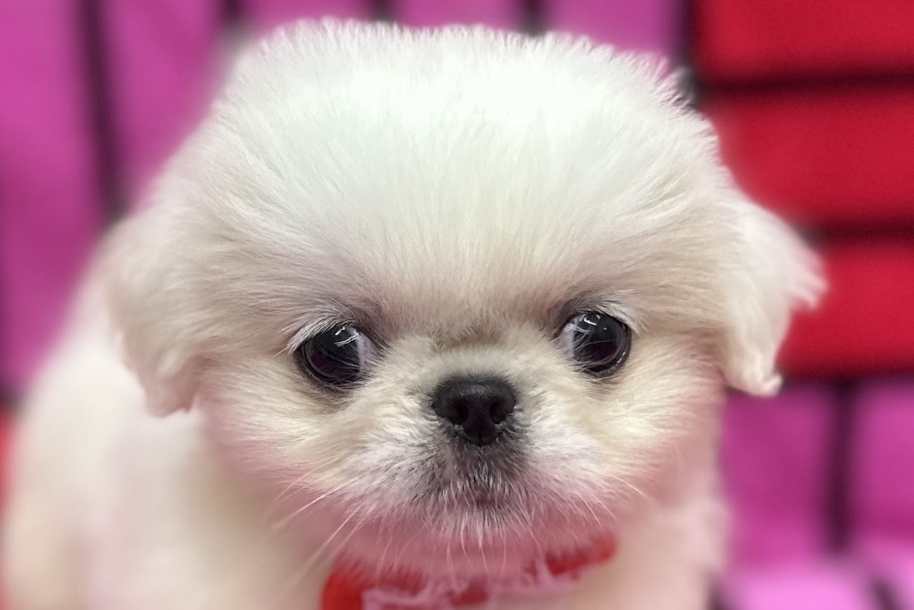 愛知県のペキニーズ (ハピースペット鳴海店/2025年4月29日生まれ/女の子/ホワイト)の子犬の2枚目の画像