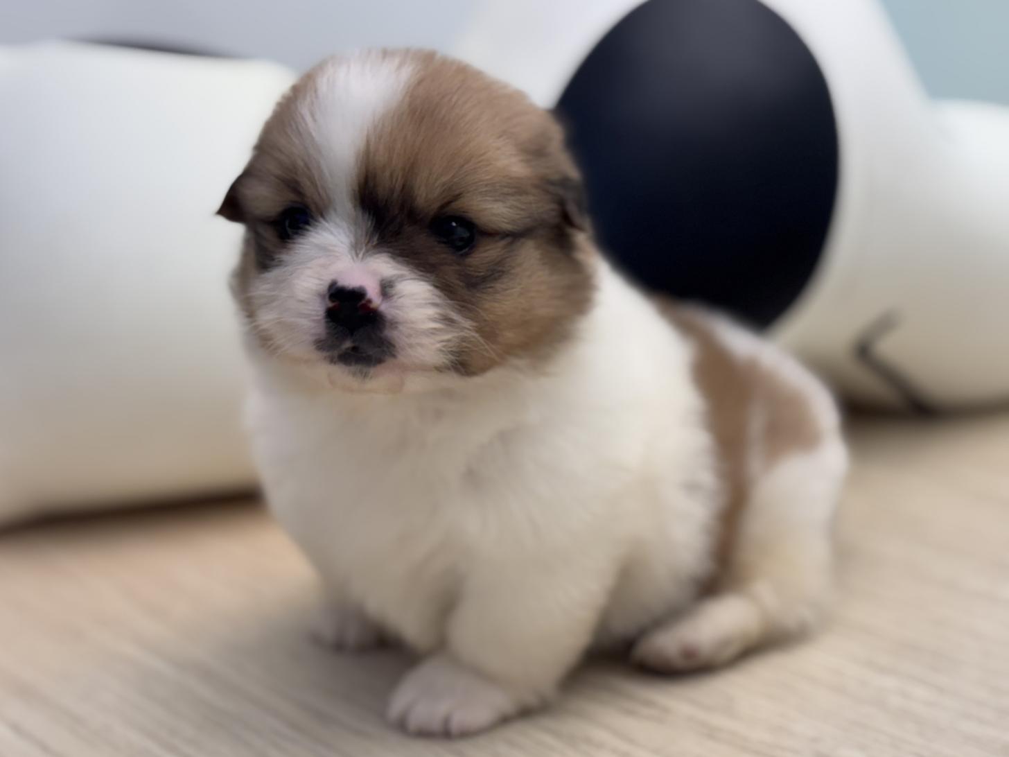 神奈川県のハーフ犬・ミックス犬 (Doggy Style 小田原店/2025年11月15日生まれ/女の子/パーティーカラー)の子犬の1枚目の画像