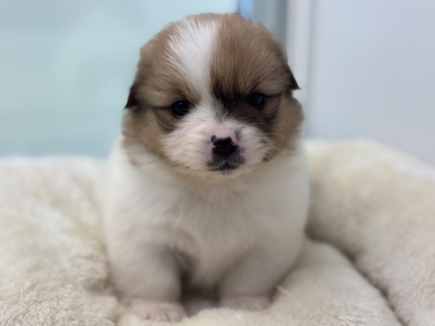 神奈川県のハーフ犬・ミックス犬 (Doggy Style 小田原店/2025年11月15日生まれ/女の子/パーティーカラー)の子犬の2枚目の画像