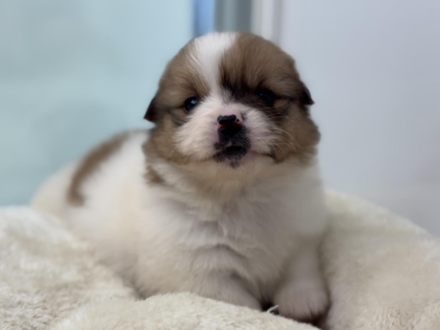 神奈川県のハーフ犬・ミックス犬 (Doggy Style 小田原店/2025年11月15日生まれ/女の子/パーティーカラー)の子犬の3枚目の画像