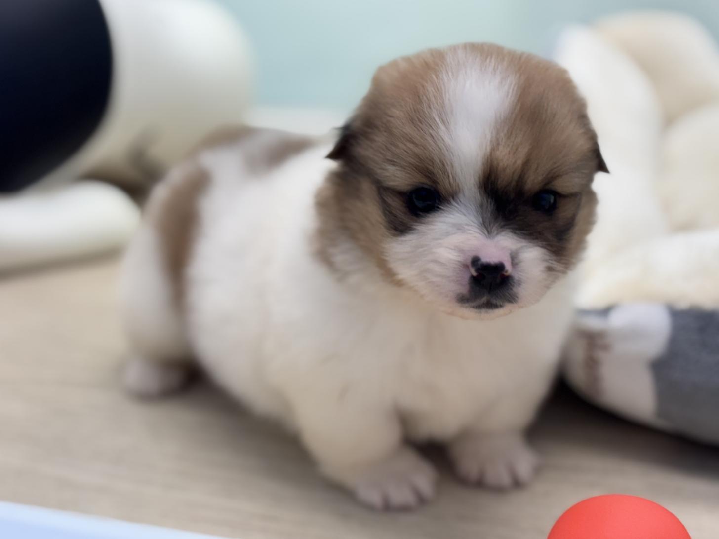 神奈川県のハーフ犬・ミックス犬 (Doggy Style 小田原店/2025年11月15日生まれ/女の子/パーティーカラー)の子犬の4枚目の画像