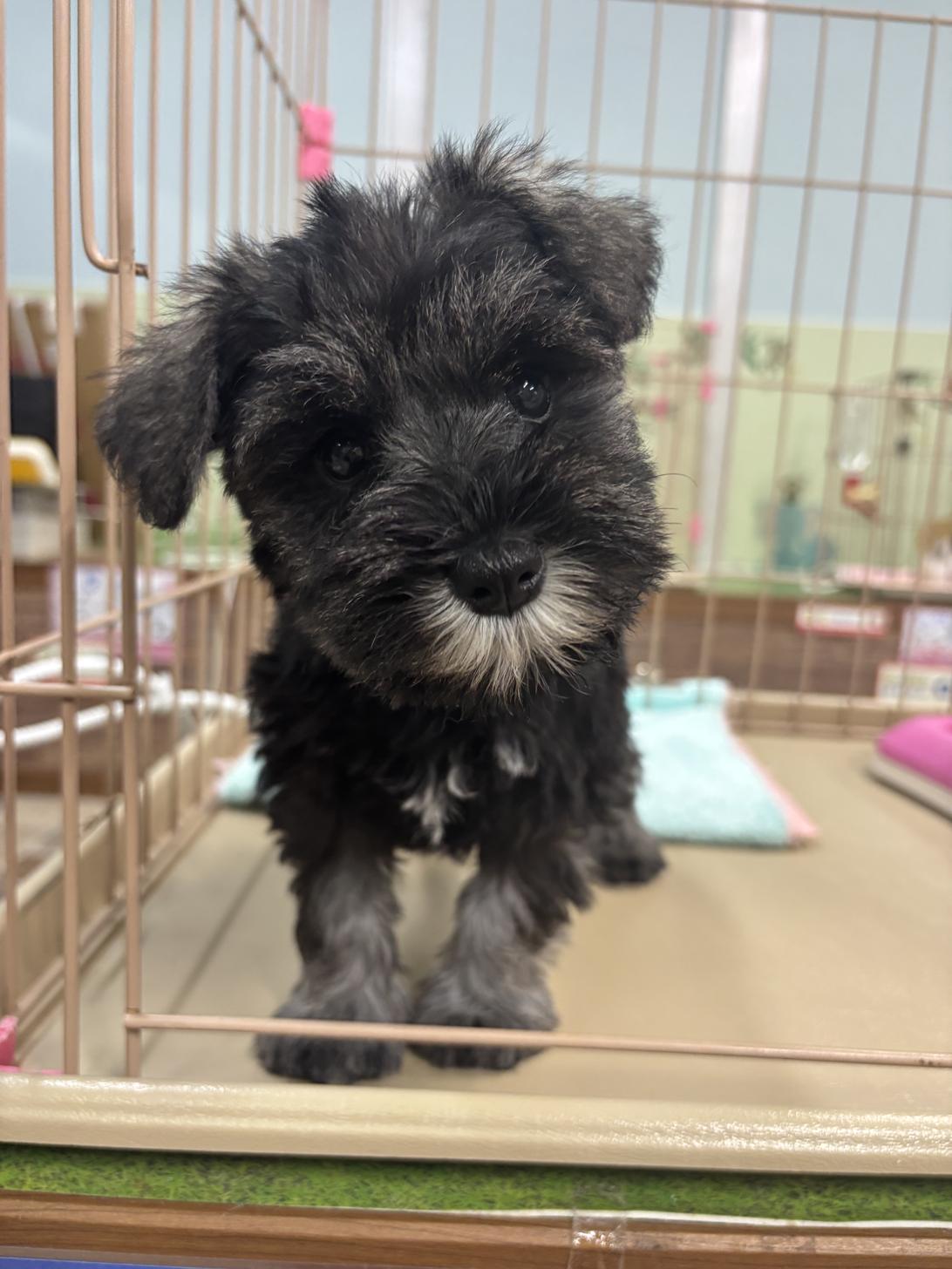 愛知県のミニチュアシュナウザー (子いぬの足あと/2025年9月20日生まれ/女の子/ソルトペッパー)の子犬