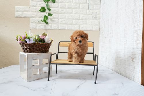 滋賀県のトイプードル(トイ) (いっぷく湖南店/2025年9月21日生まれ/男の子/レッドフォーン)の子犬の1枚目の画像