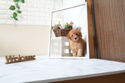 滋賀県のトイプードル(トイ) (いっぷく湖南店/2025年9月21日生まれ/男の子/レッドフォーン)の子犬の2枚目の画像