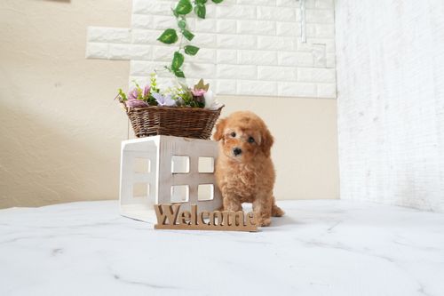 滋賀県のトイプードル(トイ) (いっぷく湖南店/2025年9月21日生まれ/男の子/レッドフォーン)の子犬の3枚目の画像