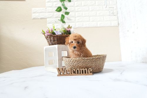 滋賀県のトイプードル(トイ) (いっぷく湖南店/2025年9月21日生まれ/男の子/レッドフォーン)の子犬の4枚目の画像