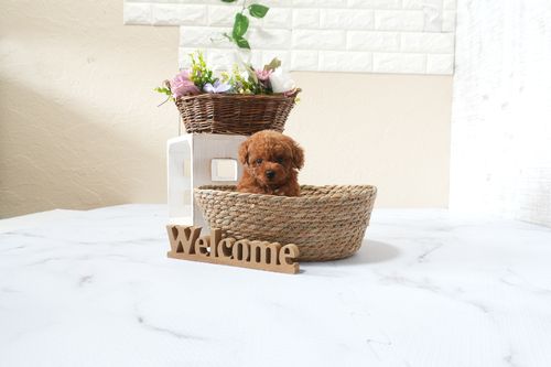 滋賀県のトイプードル(タイニー) (いっぷく湖南店/2025年9月23日生まれ/女の子/レッドフォーン)の子犬の1枚目の画像