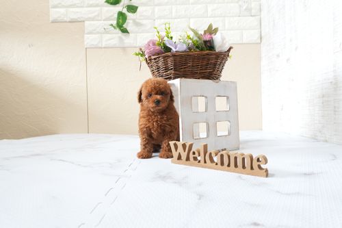 滋賀県のトイプードル(タイニー) (いっぷく湖南店/2025年9月23日生まれ/女の子/レッドフォーン)の子犬の2枚目の画像