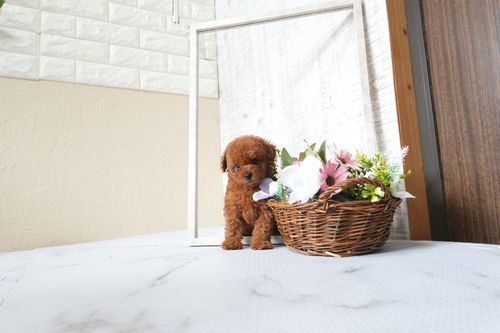 滋賀県のトイプードル(タイニー) (いっぷく湖南店/2025年9月23日生まれ/女の子/レッドフォーン)の子犬の3枚目の画像