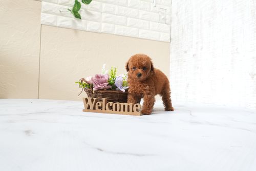 滋賀県のトイプードル(タイニー) (いっぷく湖南店/2025年9月23日生まれ/女の子/レッドフォーン)の子犬の4枚目の画像