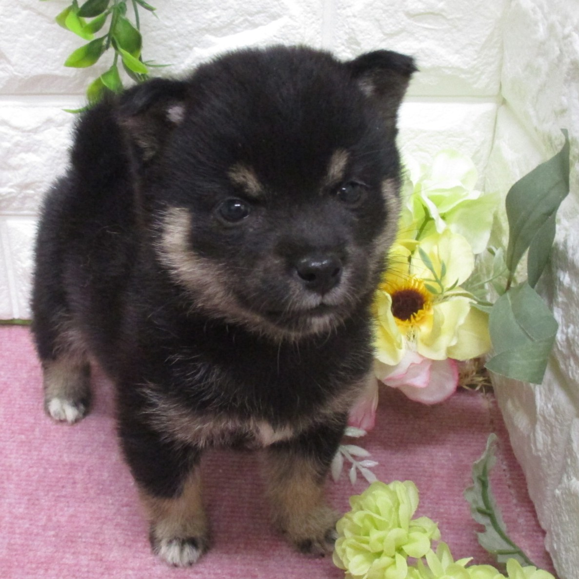東京都の豆柴 (ペッツコンシェル府中四谷店/2026年3月3日生まれ/女の子/黒)の子犬の1枚目の画像