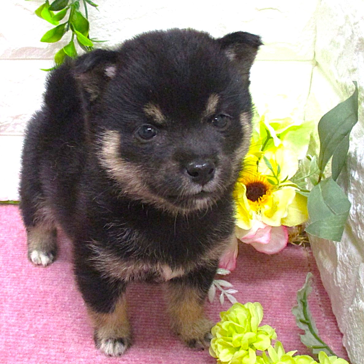 東京都の豆柴 (ペッツコンシェル府中四谷店/2026年3月3日生まれ/女の子/黒)の子犬の1枚目の画像
