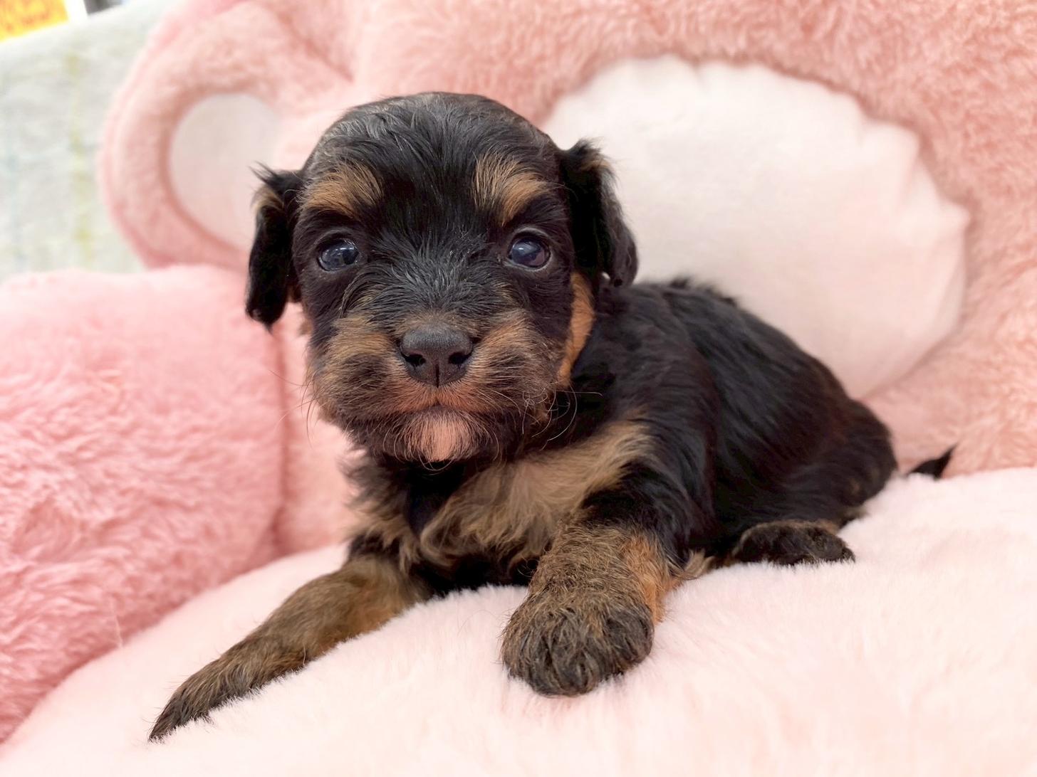 熊本県のチワプー/プーチー(チワワ×プードル) (スタードッグス新熊本店/2025年10月25日生まれ/女の子/ブラックタン)の子犬の1枚目の画像