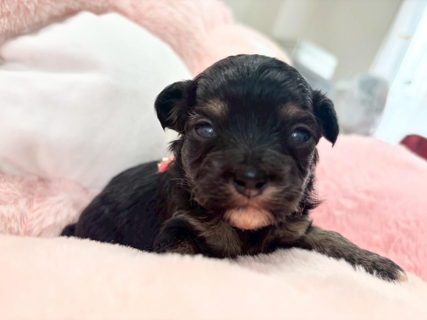 熊本県のチワプー/プーチー(チワワ×プードル) (スタードッグス新熊本店/2025年10月25日生まれ/女の子/ブラックタン)の子犬の1枚目の画像