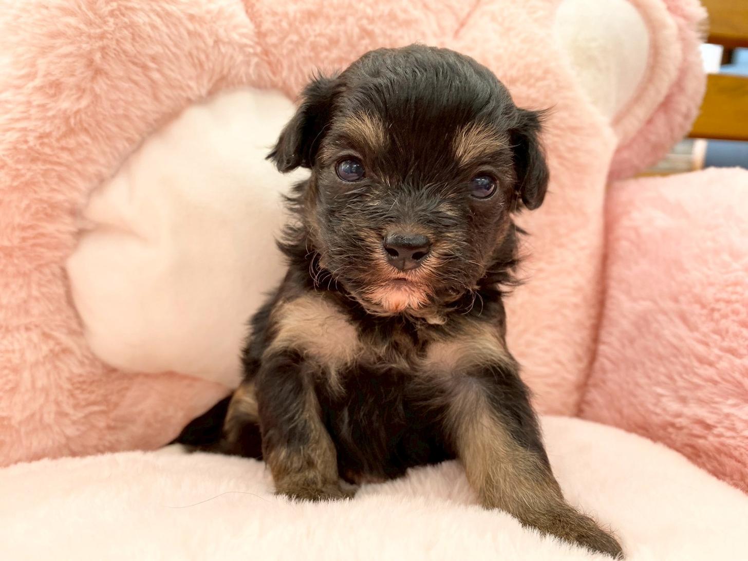 熊本県のチワプー/プーチー(チワワ×プードル) (スタードッグス新熊本店/2025年10月25日生まれ/女の子/ブラックタン)の子犬の2枚目の画像