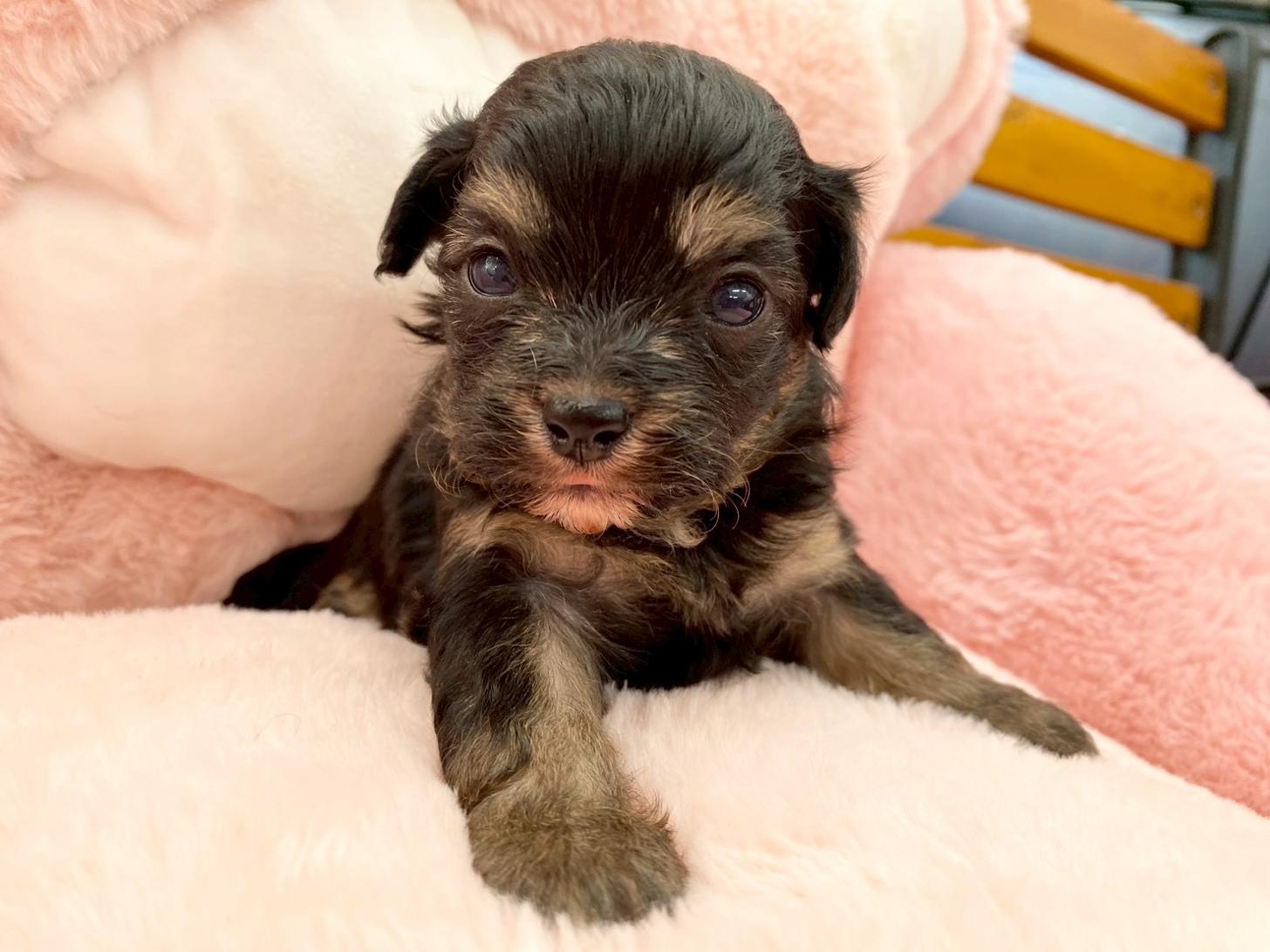 熊本県のチワプー/プーチー(チワワ×プードル) (スタードッグス新熊本店/2025年10月25日生まれ/女の子/ブラックタン)の子犬の3枚目の画像