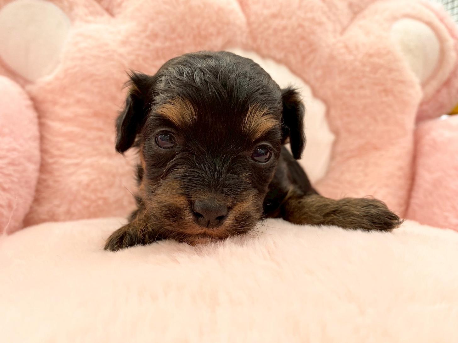 熊本県のチワプー/プーチー(チワワ×プードル) (スタードッグス新熊本店/2025年10月25日生まれ/女の子/ブラックタン)の子犬の4枚目の画像