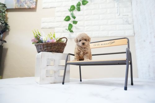 滋賀県のトイプードル(ティーカップ) (いっぷく湖南店/2025年11月26日生まれ/女の子/オレンジフォーン)の子犬の1枚目の画像