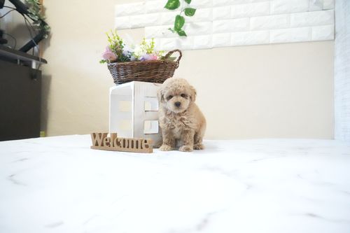 滋賀県のトイプードル(ティーカップ) (いっぷく湖南店/2025年11月26日生まれ/女の子/オレンジフォーン)の子犬の2枚目の画像