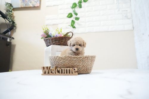 滋賀県のトイプードル(ティーカップ) (いっぷく湖南店/2025年11月26日生まれ/女の子/オレンジフォーン)の子犬の3枚目の画像