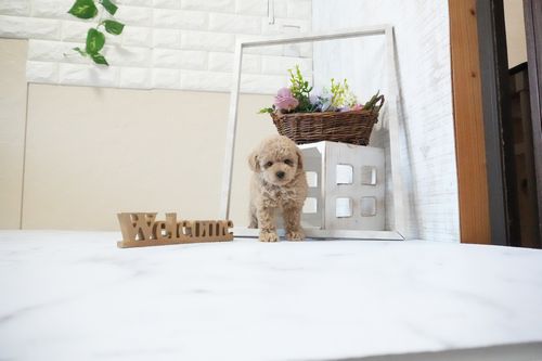 滋賀県のトイプードル(ティーカップ) (いっぷく湖南店/2025年11月26日生まれ/女の子/オレンジフォーン)の子犬の4枚目の画像