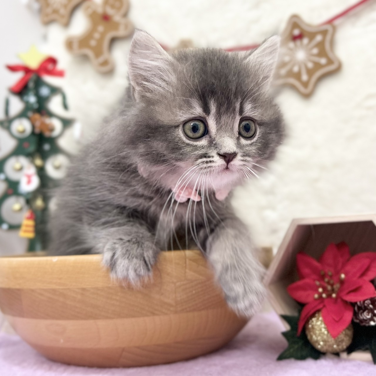 子猫の詳細情報 (神奈川県/2025年9月22日生まれ/女の子/ブルータビー