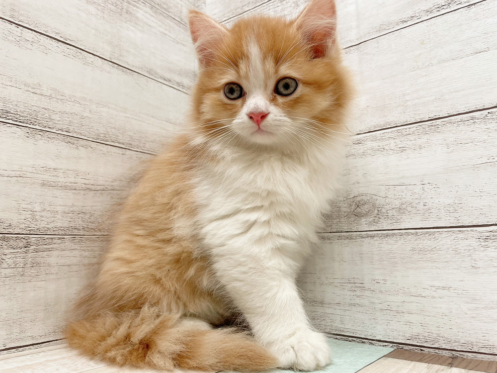 新潟県のマンチカン (竹内ペット 新津本店/2025年9月23日生まれ/男の子/レッドタビーホワイト)の子猫