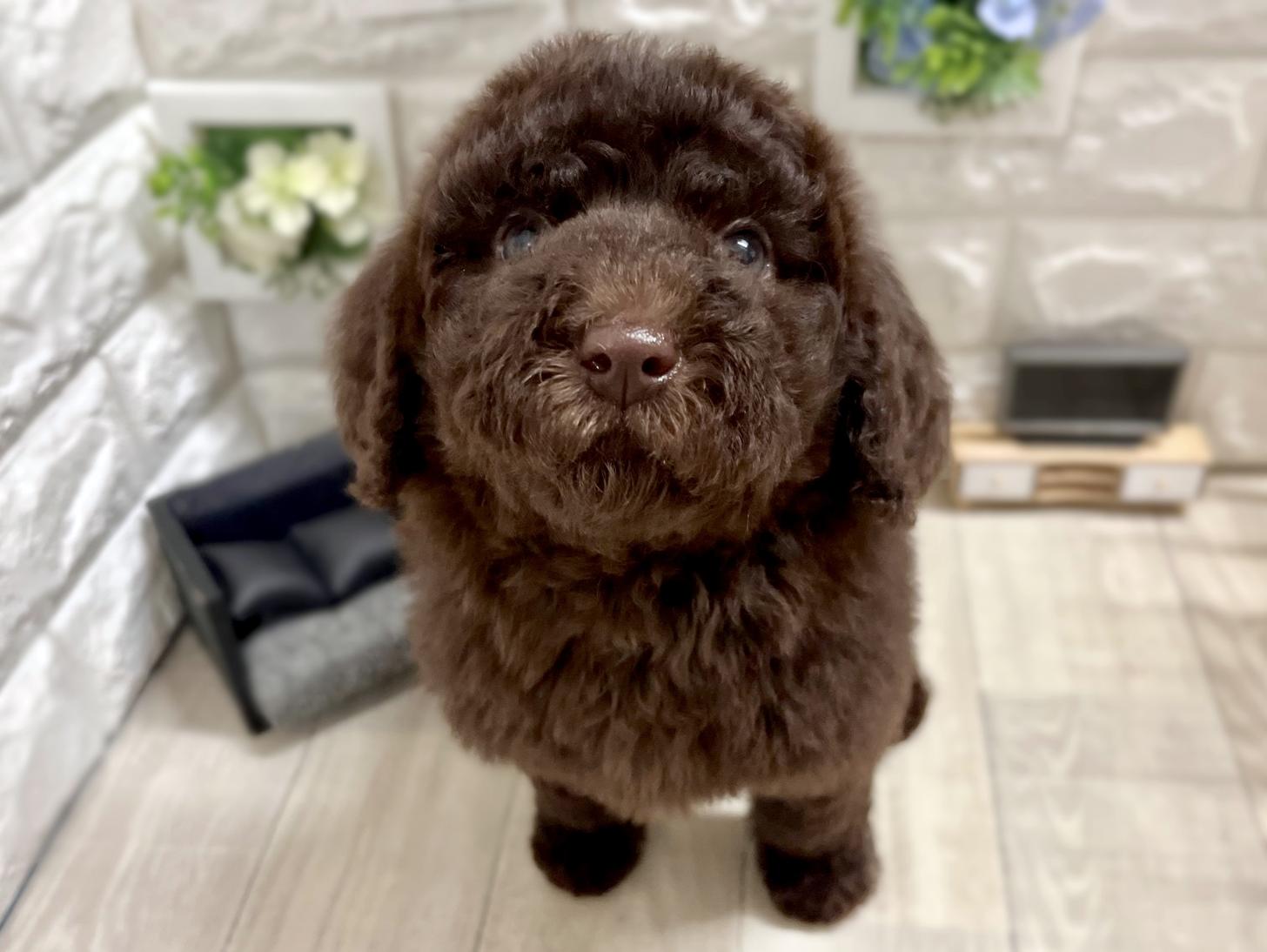 和歌山県のスタンダードプードル (DOGMAN和歌山店/2026年1月26日生まれ/女の子/ブラウン)の子犬の1枚目の画像