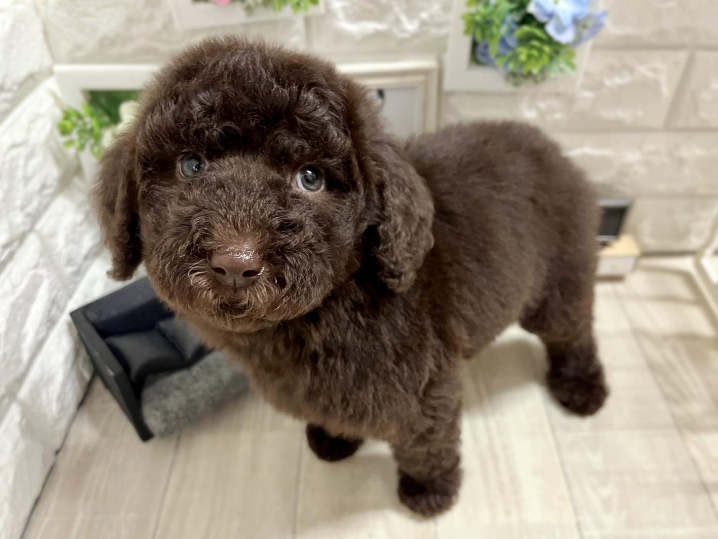 和歌山県のスタンダードプードル (DOGMAN和歌山店/2026年1月26日生まれ/女の子/ブラウン)の子犬の3枚目の画像