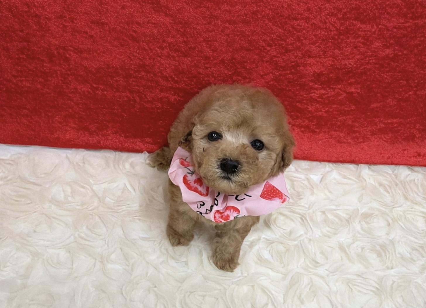 福岡県のトイプードル(タイニー) (ぱぴぷぺっと福岡店/2025年12月5日生まれ/女の子/アプリコット)の子犬