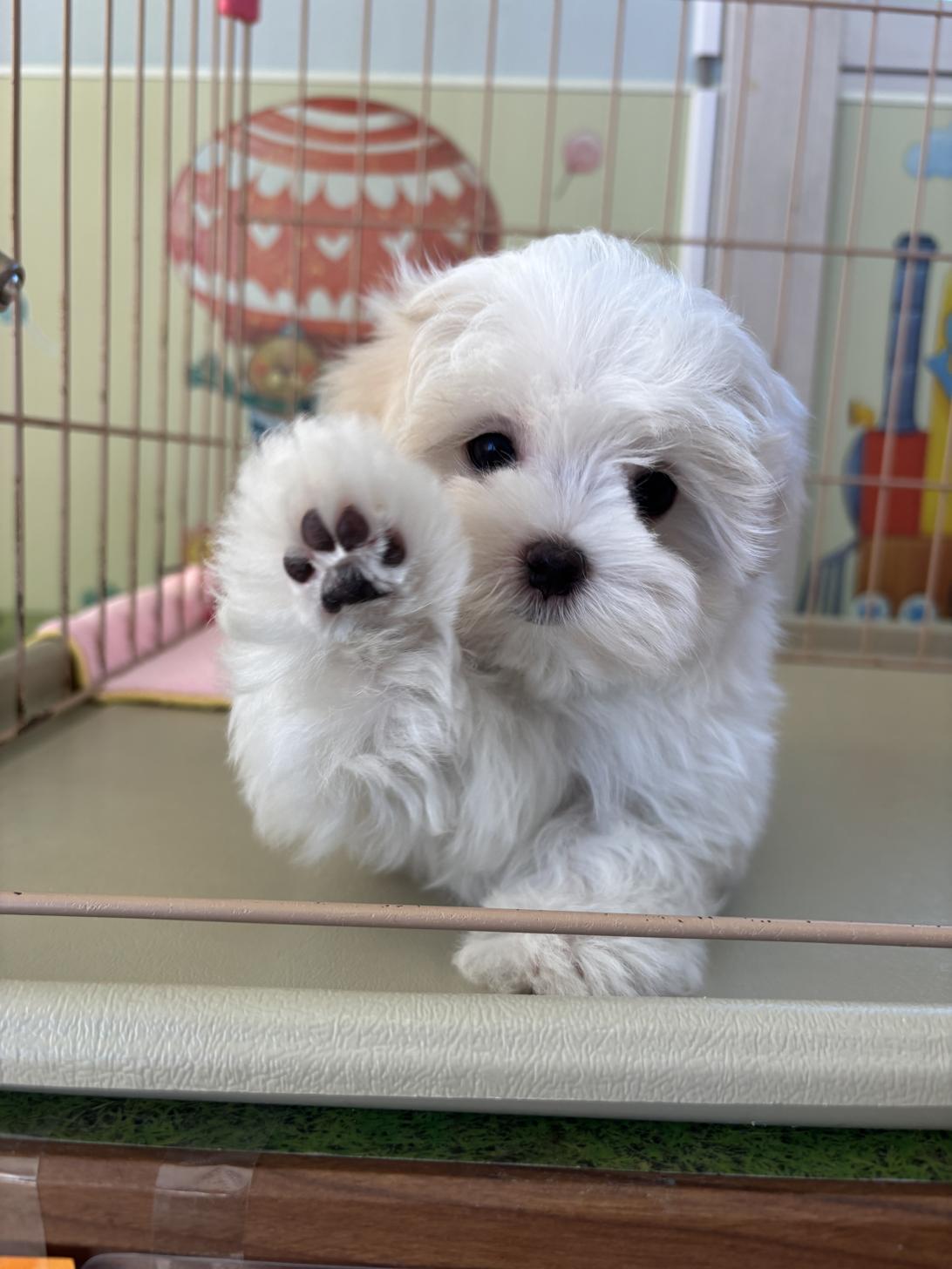 愛知県のマルチーズ (子いぬの足あと/2025年12月29日生まれ/女の子/ホワイト)の子犬
