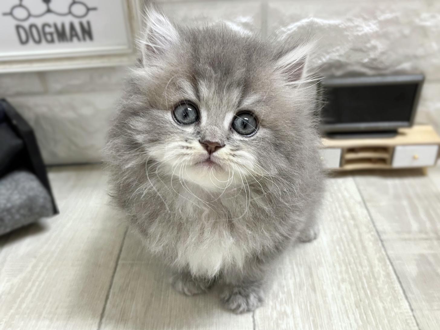 和歌山県のマンチカン (DOGMAN和歌山店/2026年2月16日生まれ/男の子/ブルータビー)の子猫の1枚目の画像