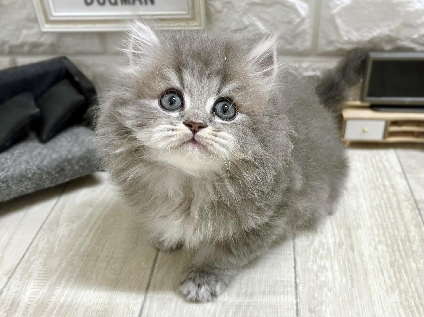 和歌山県のマンチカン (DOGMAN和歌山店/2026年2月16日生まれ/男の子/ブルータビー)の子猫の2枚目の画像