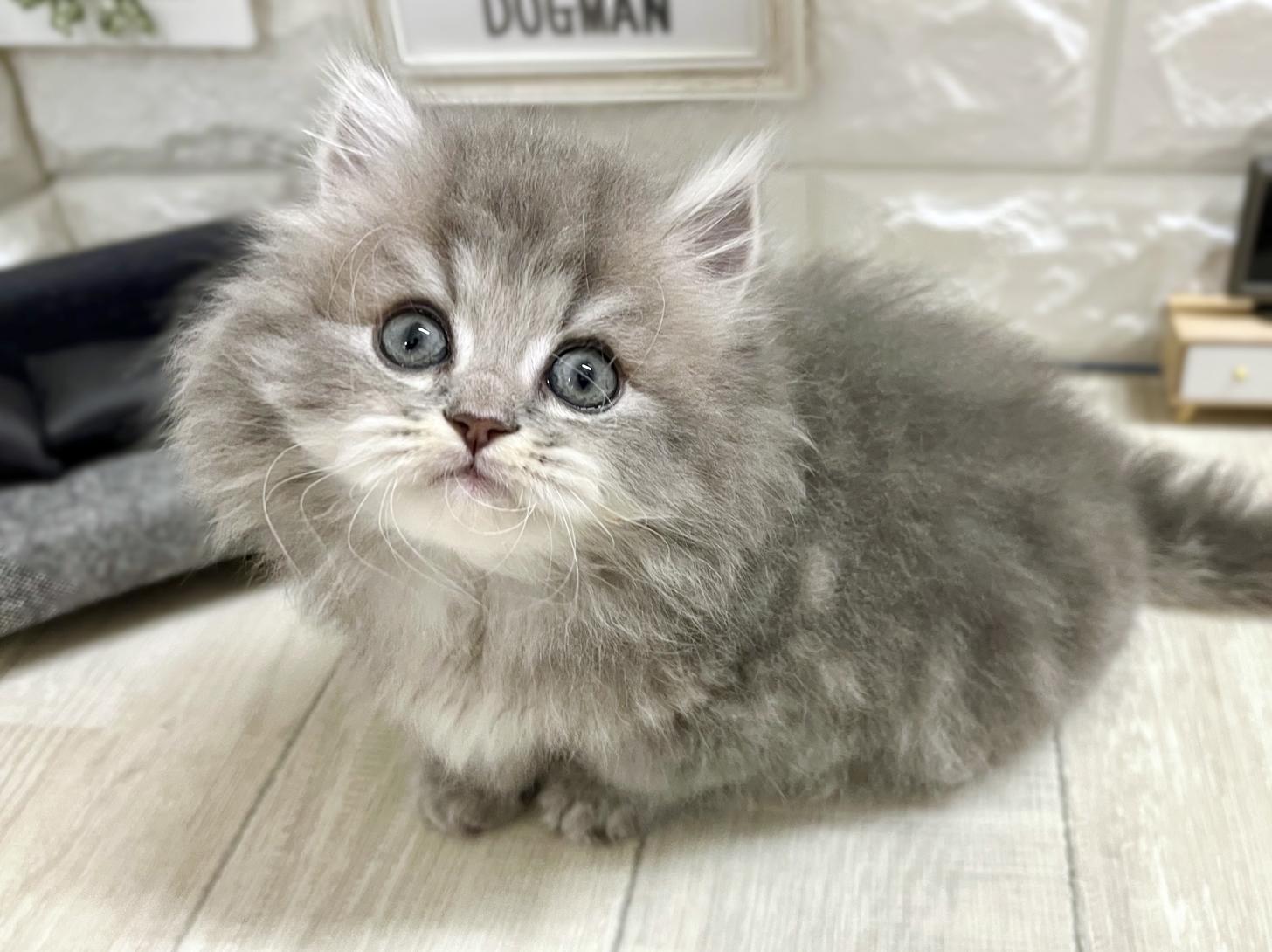 和歌山県のマンチカン (DOGMAN和歌山店/2026年2月16日生まれ/男の子/ブルータビー)の子猫の3枚目の画像